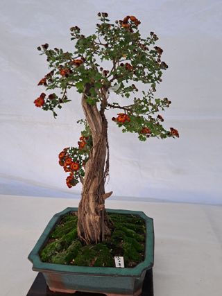 국화연구회님의 우리동네 · 동네자랑 작성글 사진