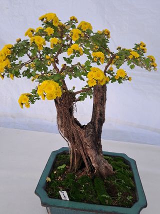 국화연구회님의 우리동네 · 동네자랑 작성글 사진