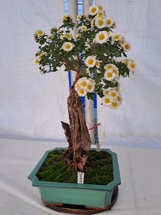 국화연구회님의 우리동네 · 동네자랑 작성글 사진