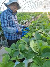 팜모닝 딸기·영농일지 게시글 이미지