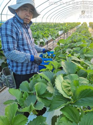 박원영님의 딸기 · 영농일지 작성글 사진