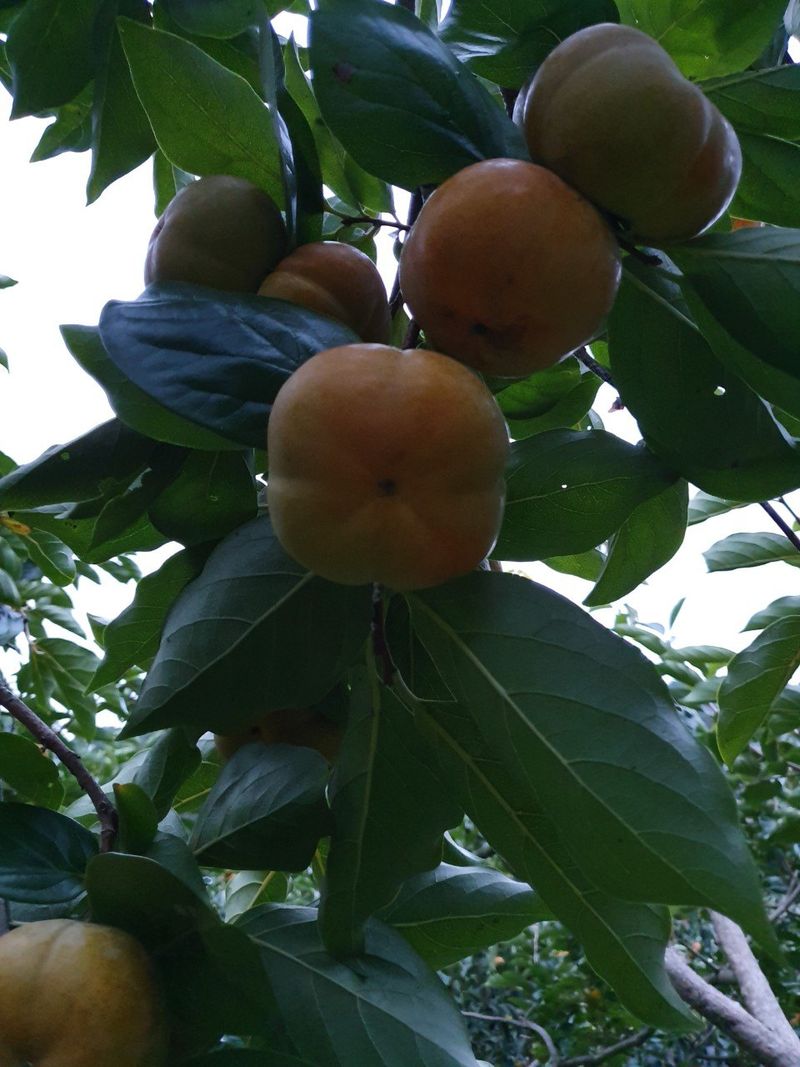 장터 상품 [단감 주문받습니다 많이 부탁 드려요 판매시작] 썸네일