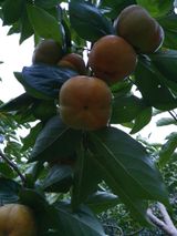 팜모닝 · 게시글 이미지