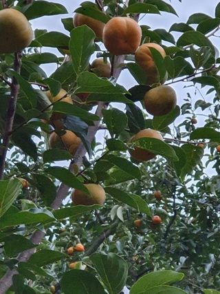 늘푸른농장님의 작성글 사진