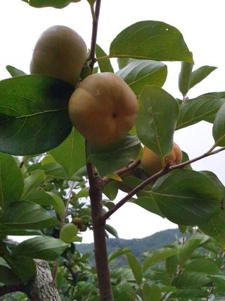 늘푸른농장님의 작성글 사진