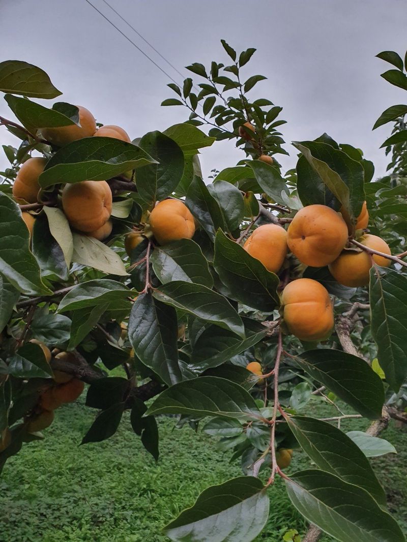 늘푸른농장님의 장터 판매 상품 [단감 주문받습니다 많이 부탁 드려요 판매시작] 첨부 사진