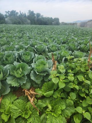 무안최향숙님의 [팜춘문예] 짧은 시 쓰기 · 참여글 작성글 사진