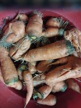 팜모닝 기타작물·자유게시판 게시글 이미지