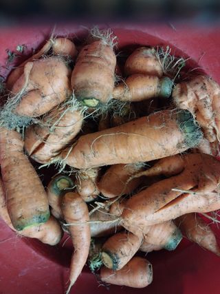 산골마님님의 기타작물 · 자유게시판 작성글 사진