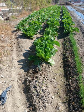 이상애초보농업님의 자유주제 · 자유게시판 작성글 사진