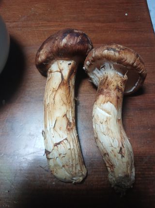 이상애초보농업님의 자유주제 · 자유게시판 작성글 사진