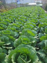 팜모닝 배추·영농일지 게시글 이미지