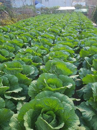 박종오님의 배추 · 영농일지 작성글 사진