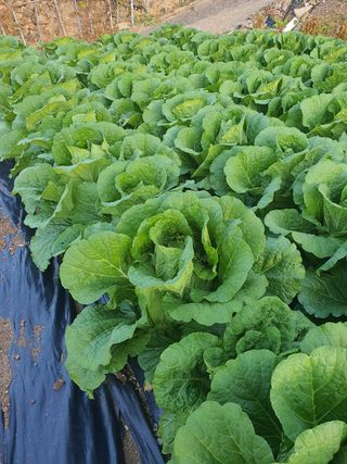 박종오님의 배추 · 영농일지 작성글 사진