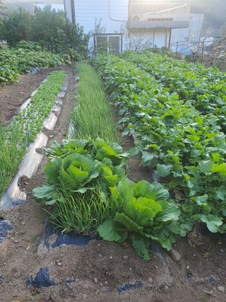 박종오님의 배추 · 영농일지 작성글 사진