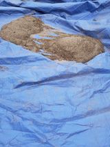 팜모닝 들깨·영농일지 게시글 이미지