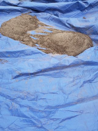 새싹농장님의 들깨 · 영농일지 작성글 사진