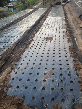 박종오님의 양파 · 영농일지 작성글 사진