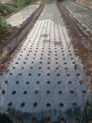 박종오님의 양파 · 영농일지 작성글 사진