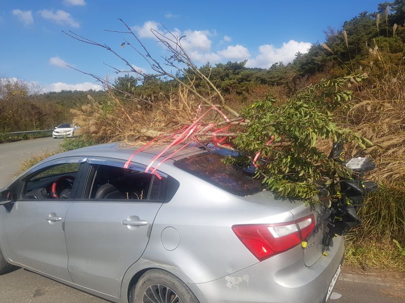 묘목쟁이님의 장터 판매 상품 [곡괭이와 삽으로 나무를 캐고요 승용차로 옮기고요 삽으로] 첨부 사진