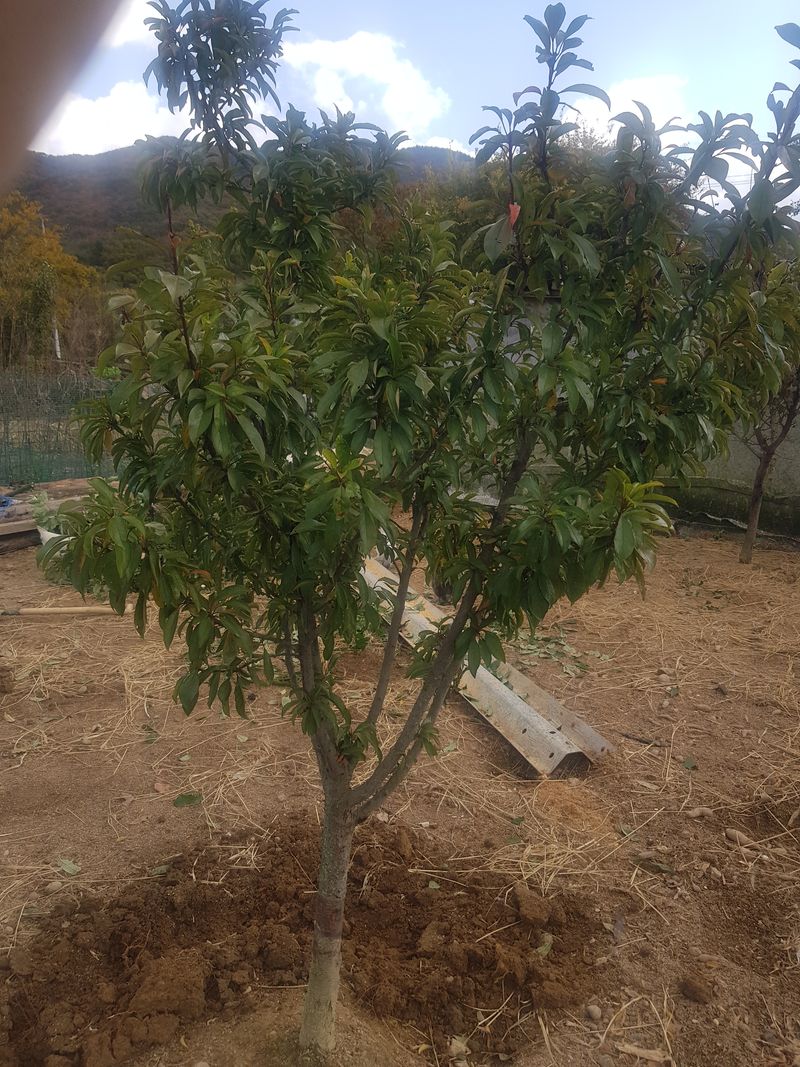 장터 상품 [곡괭이와 삽으로 나무를 캐고요 승용차로 옮기고요 삽으로] 썸네일