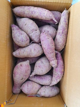 억수농장님의 작성글 사진