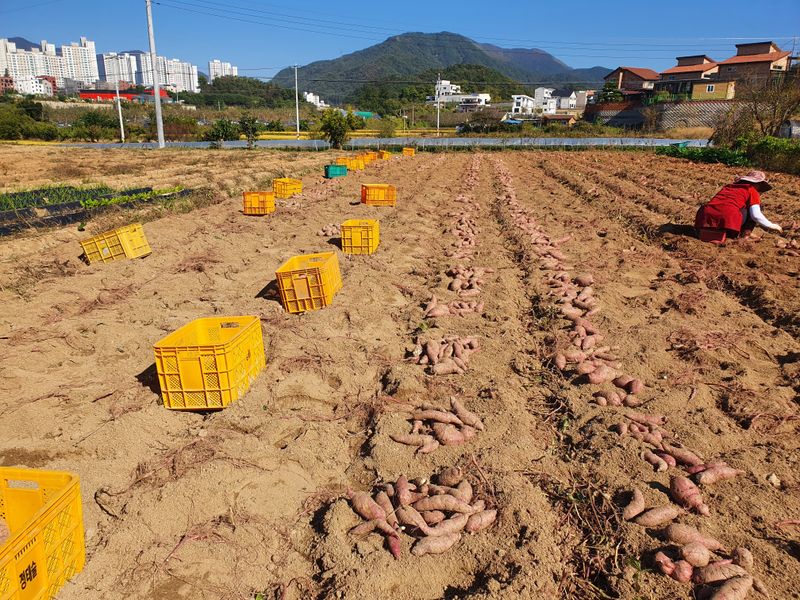 억수농장님의 장터 판매 상품 [꿀고구마(완판)] 첨부 사진