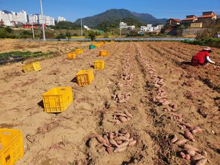 억수농장님의 작성글 사진