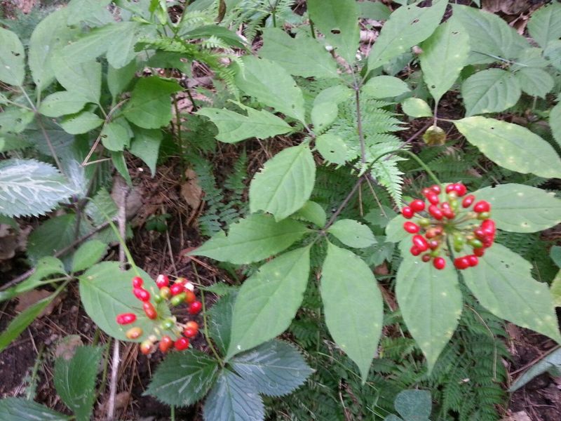 신재용님의 장터 판매 상품 [장뇌삼 할인판매 ] 첨부 사진
