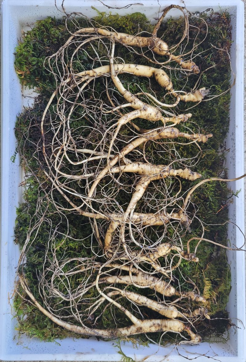 신재용님의 장터 판매 상품 [장뇌삼 할인판매 ] 첨부 사진