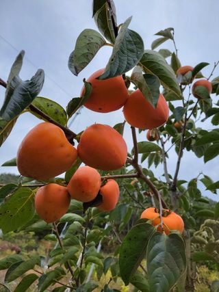 이정희님의 [팜춘문예] 짧은 시 쓰기 · 참여글 작성글 사진