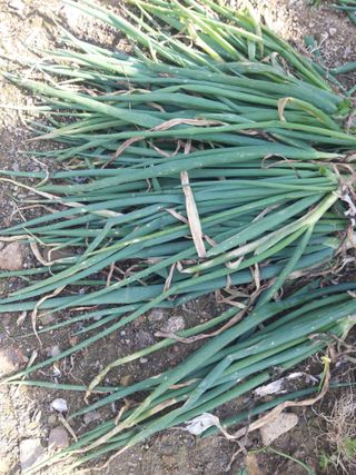 청계닭님의 고추 · 병해충상담 작성글 사진