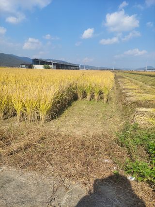 조규산님의 [팜춘문예] 짧은 시 쓰기 · 참여글 작성글 사진