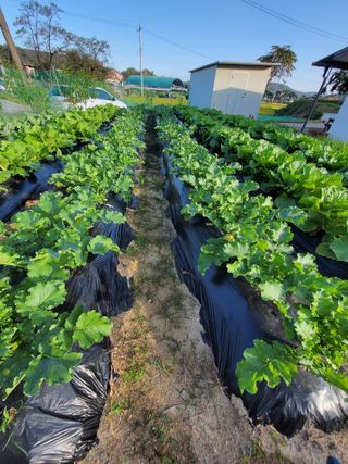 조규산님의 [팜춘문예] 짧은 시 쓰기 · 참여글 작성글 사진