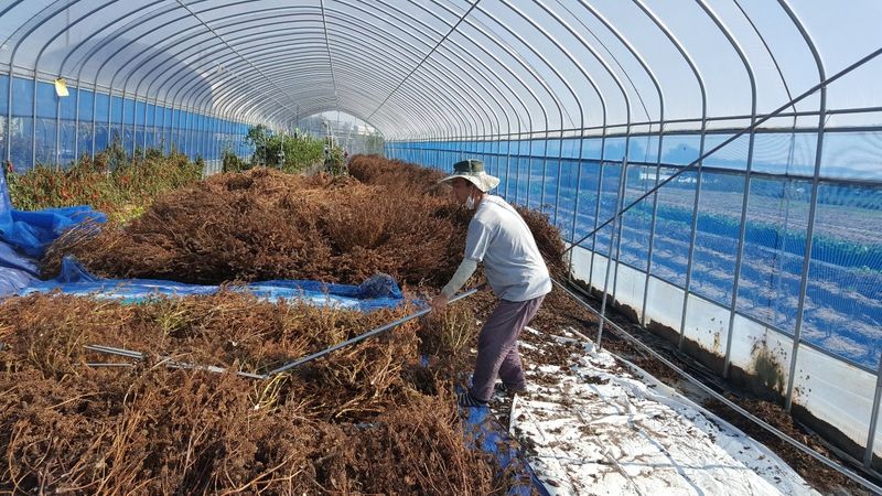 장터 상품 [들깨1말(5kg)] 썸네일