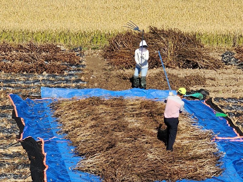 평창산들농장님의 장터 판매 상품 [23년 햇 들깨 1키로] 첨부 사진