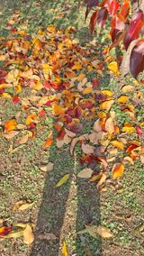 팜모닝 [팜춘문예] 짧은 시 쓰기·참여글 게시글 이미지