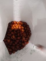 팜모닝 옥수수·영농일지 게시글 이미지