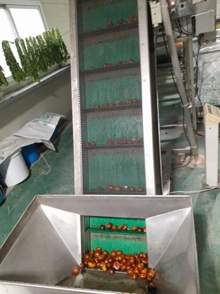 힐링촌가님의 옥수수 · 영농일지 작성글 사진