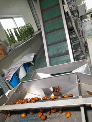 힐링촌가님의 옥수수 · 영농일지 작성글 사진