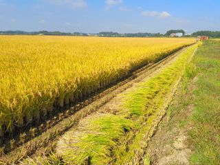 이미옥님의 벼 · 영농일지 작성글 사진