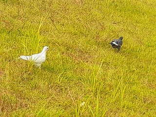 이미옥님의 벼 · 영농일지 작성글 사진