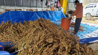 어명순님의 감자 · 영농일지 작성글 사진