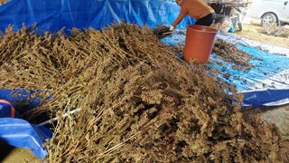 어명순님의 감자 · 영농일지 작성글 사진