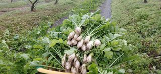 달맛햇복숭아농원님의 자유주제 · 자유게시판 작성글 사진