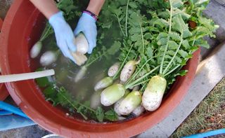 달맛햇복숭아농원님의 자유주제 · 자유게시판 작성글 사진