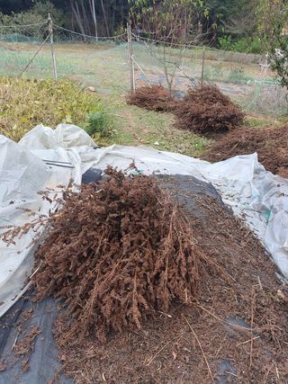 두릅나무10495님의 들깨 · 영농일지 작성글 사진