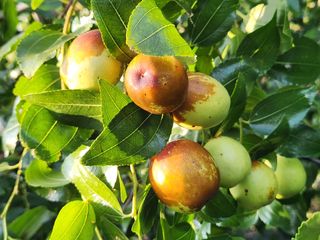 홍촌님의 [팜춘문예] 짧은 시 쓰기 · 참여글 작성글 사진
