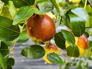 홍촌님의 [팜춘문예] 짧은 시 쓰기 · 참여글 작성글 사진