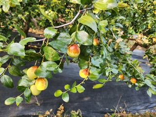 홍촌님의 [팜춘문예] 짧은 시 쓰기 · 참여글 작성글 사진